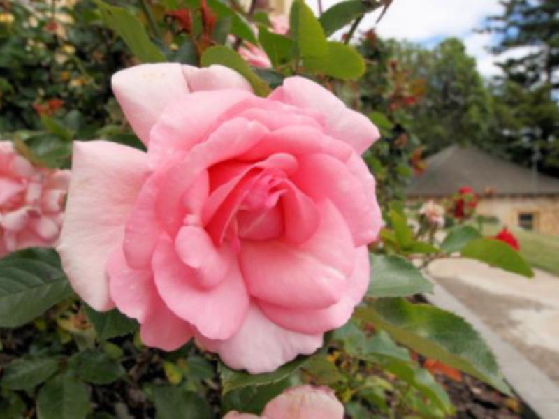 Waratah On York Hotel Launceston Bagian luar foto